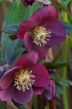 Rome In Red Helleborus (Lenten Rose) - 1 Gallon Pot 10 Rome In Red Helleborus (Lenten Rose) - 1 Gallon Pot -Wilson Bros Gardens helleborus rome in red lenten rose 4