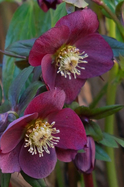 Rome In Red Helleborus (Lenten Rose) - 1 Gallon Pot 5 Rome In Red Helleborus (Lenten Rose) - 1 Gallon Pot - Image 5