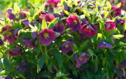 Rome In Red Helleborus (Lenten Rose) - 1 Gallon Pot 9 Rome In Red Helleborus (Lenten Rose) - 1 Gallon Pot -Wilson Bros Gardens helleborus rome in red lenten rose 5