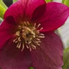 Rome In Red Helleborus (Lenten Rose) - 1 Gallon Pot