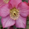 Rosemary Helleborus (Lenten Rose) - 1 Gallon Pot