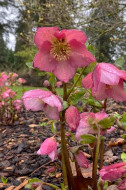 Rosemary Helleborus (Lenten Rose) - 1 Gallon Pot -Wilson Bros Gardens helleborus rosemary lenten rose 6