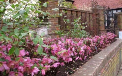 Rosemary Helleborus (Lenten Rose) - 1 Gallon Pot -Wilson Bros Gardens helleborus rosemary lenten rose 8