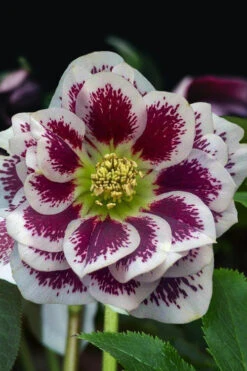 Shotgun Wedding Helleborus (Lenten Rose) - 1 Gallon Pot