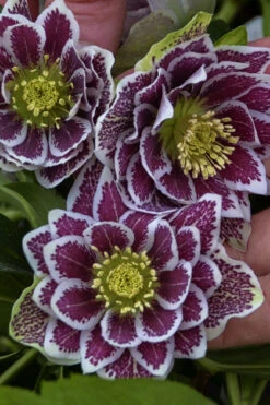 Shotgun Wedding Helleborus (Lenten Rose) - 1 Gallon Pot -Wilson Bros Gardens helleborus shotgun wedding lenten rose 2