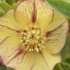 Tropical Sunset Helleborus (Lenten Rose) - 1 Gallon Pot