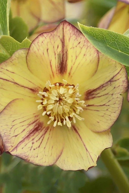 Tropical Sunset Helleborus (Lenten Rose) - 1 Gallon Pot 1 Tropical Sunset Helleborus (Lenten Rose) - 1 Gallon Pot