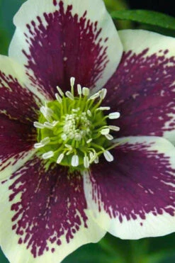 Painted Helleborus (Lenten Rose) - 1 Gallon Pot -Wilson Bros Gardens helleborus winter jewels painted lenten rose 3