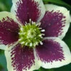 Painted Helleborus (Lenten Rose) - 1 Gallon Pot