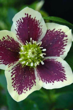 Painted Helleborus (Lenten Rose) - 1 Gallon Pot