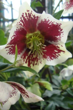 Painted Helleborus (Lenten Rose) - 1 Gallon Pot -Wilson Bros Gardens helleborus winter jewels painted lenten rose 7