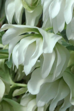 Sparkling Diamond Helleborus (Lenten Rose) - 1 Gallon Pot -Wilson Bros Gardens helleborus winter jewels sparkling diamond lenten rose 11