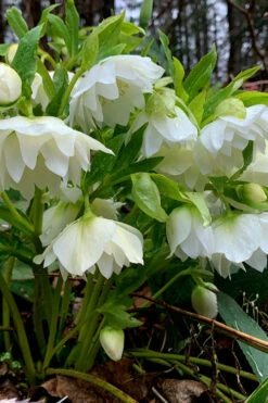 Sparkling Diamond Helleborus (Lenten Rose) - 1 Gallon Pot -Wilson Bros Gardens helleborus winter jewels sparkling diamond lenten rose 3