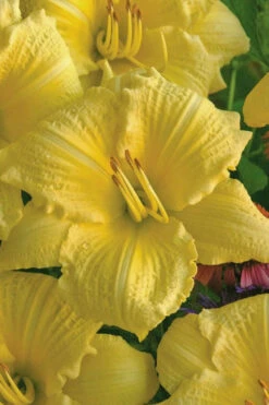 Rainbow Rhythym Going Bananas Daylily - 1 Gallon Pot 9 Rainbow Rhythym Going Bananas Daylily - 1 Gallon Pot -Wilson Bros Gardens hemerocallis going bananas daylily 20