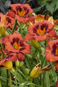Mighty Chestnut Daylily - 1 Gallon Pot 7 Mighty Chestnut Daylily - 1 Gallon Pot -Wilson Bros Gardens hemerocallis mighty chestnut daylily 3