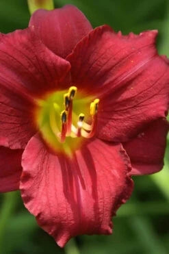 Ruby Stella Daylily - 1 Gallon Pot 9 Ruby Stella Daylily - 1 Gallon Pot -Wilson Bros Gardens hemerocallis ruby stella daylily 1