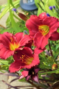 Ruby Stella Daylily - 1 Gallon Pot 8 Ruby Stella Daylily - 1 Gallon Pot -Wilson Bros Gardens hemerocallis ruby stella daylily 3