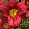 Ruby Stella Daylily - 1 Gallon Pot