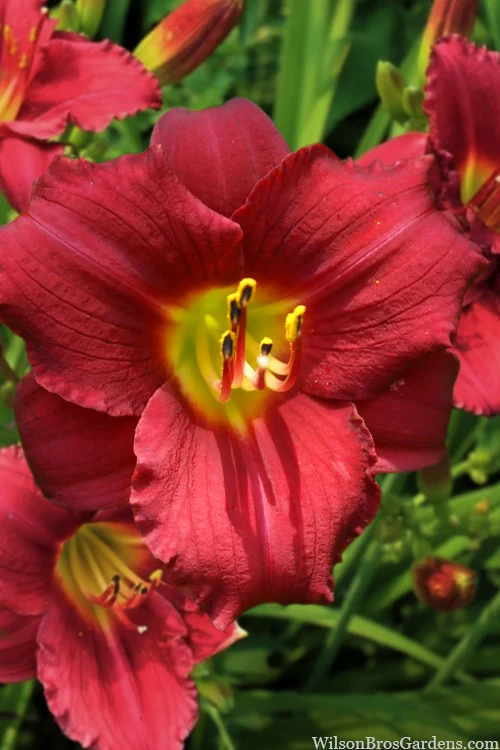 Ruby Stella Daylily - 1 Gallon Pot 1 Ruby Stella Daylily - 1 Gallon Pot