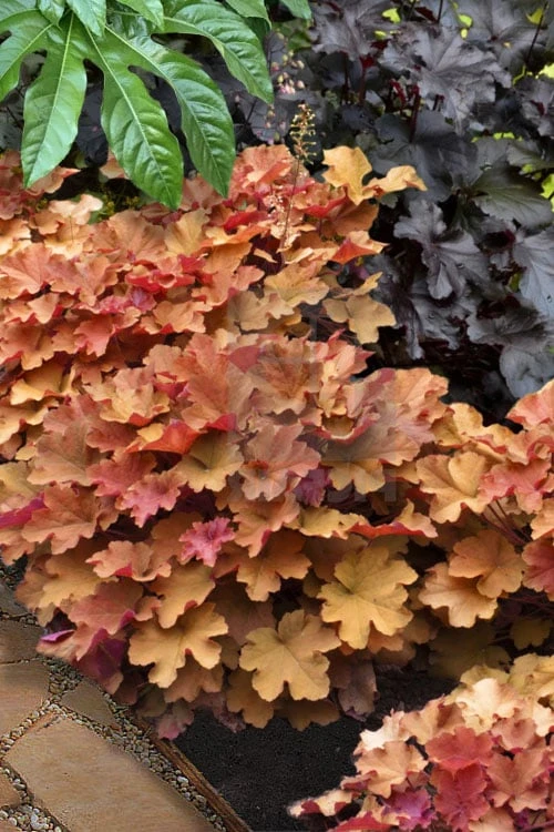 Caramel Heuchera (Villosa Hybrid) - 5 Pack Of Quart Pots 4 Caramel Heuchera (Villosa Hybrid) - 5 Pack Of Quart Pots - Image 4