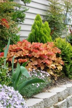 Caramel Heuchera (Villosa Hybrid) - 10 Count Flat Of Quart Pots -Wilson Bros Gardens heuchera caramel 21