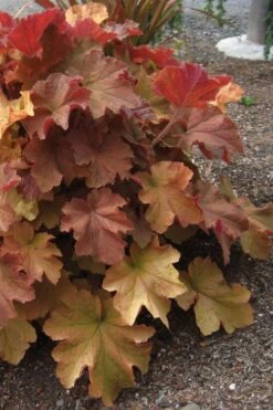 Caramel Heuchera (Villosa Hybrid) - 5 Pack Of Quart Pots 10 Caramel Heuchera (Villosa Hybrid) - 5 Pack Of Quart Pots -Wilson Bros Gardens heuchera caramel 23 1