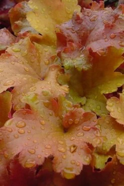 Caramel Heuchera (Villosa Hybrid) - 1 Gallon Pot -Wilson Bros Gardens heuchera caramel 500x750 1