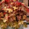 Caramel Heuchera (Villosa Hybrid) - 10 Count Flat Of Quart Pots