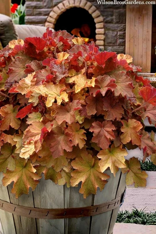 Caramel Heuchera (Villosa Hybrid) - 5 Pack Of Quart Pots 1 Caramel Heuchera (Villosa Hybrid) - 5 Pack Of Quart Pots