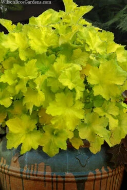 Citronelle Heuchera (Coral Bells) - 6 Pack Of 1 Gallon Pots -Wilson Bros Gardens heuchera citronelle coral bells 11