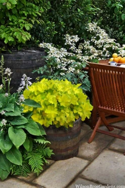 Citronelle Heuchera (Coral Bells) - 6 Pack Of 1 Gallon Pots -Wilson Bros Gardens heuchera citronelle coral bells 12