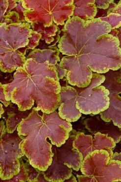 Solar Eclipse Heucherella (Foamy Bells) - 1 Gallon Pot 9 Solar Eclipse Heucherella (Foamy Bells) - 1 Gallon Pot -Wilson Bros Gardens heucherella solar eclipse 1