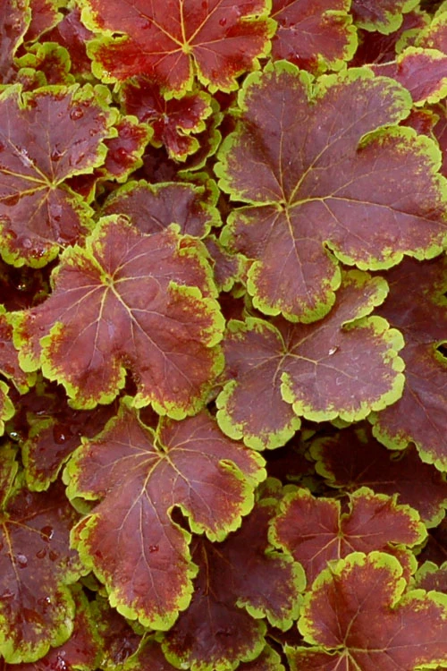 Solar Eclipse Heucherella (Foamy Bells) - 1 Gallon Pot 4 Solar Eclipse Heucherella (Foamy Bells) - 1 Gallon Pot - Image 4