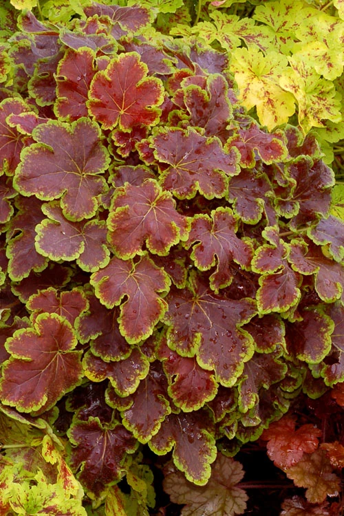 Solar Eclipse Heucherella (Foamy Bells) - 1 Gallon Pot 1 Solar Eclipse Heucherella (Foamy Bells) - 1 Gallon Pot