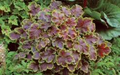 Solar Eclipse Heucherella (Foamy Bells) - 1 Gallon Pot 10 Solar Eclipse Heucherella (Foamy Bells) - 1 Gallon Pot -Wilson Bros Gardens heucherella solar eclipse 3