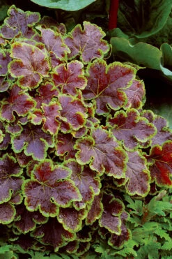 Solar Eclipse Heucherella (Foamy Bells) - 1 Gallon Pot 11 Solar Eclipse Heucherella (Foamy Bells) - 1 Gallon Pot -Wilson Bros Gardens heucherella solar eclipse 4