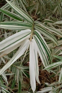 Shiroshima Variegated Bamboo (Hibanobambusa Tranquillans) - 2 Gallon Pot -Wilson Bros Gardens hibanobambusa tranquillans shiroshima variegated bamboo 3