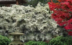 Shiroshima Variegated Bamboo (Hibanobambusa Tranquillans) - 2 Gallon Pot -Wilson Bros Gardens hibanobambusa tranquillans shiroshima variegated bamboo 8