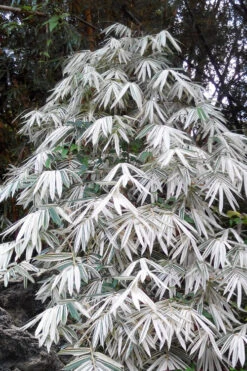 Shiroshima Variegated Bamboo (Hibanobambusa Tranquillans) - 2 Gallon Pot