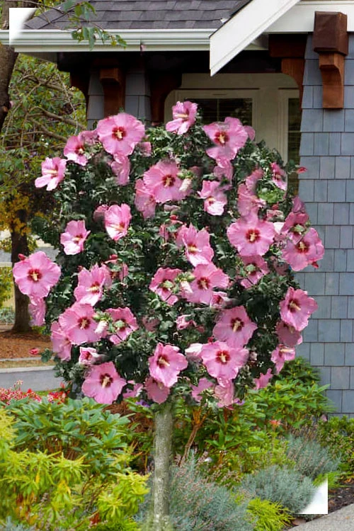 Aphrodite Rose Of Sharon (Single Trunk Tree) - 5 Gallon Pot 1 Aphrodite Rose Of Sharon (Single Trunk Tree) - 5 Gallon Pot