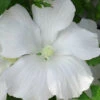 Diana White Rose Of Sharon (Althea) - Hibiscus Syriacus - 1 Gallon Pot