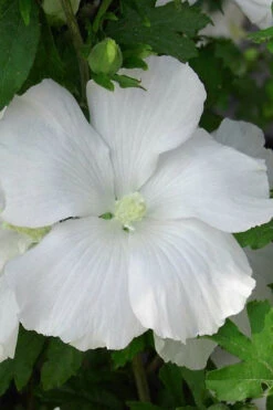 Diana White Rose Of Sharon (Althea) - Hibiscus Syriacus - 1 Gallon Pot