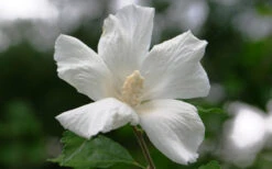 Diana White Rose Of Sharon (Althea) - Hibiscus Syriacus - 1 Gallon Pot -Wilson Bros Gardens hibiscus syriacus diana rose of sharon 3