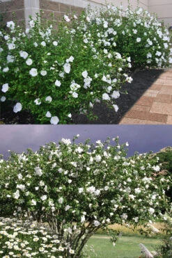 Diana White Rose Of Sharon (Althea) - Hibiscus Syriacus - 1 Gallon Pot -Wilson Bros Gardens hibiscus syriacus diana rose of sharon 4