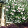 Morning Star Rose Of Sharon (Single Trunk Tree) - 7 Gallon Pot