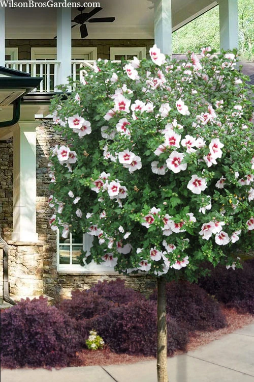 Morning Star Rose Of Sharon (Single Trunk Tree) - 7 Gallon Pot 1 Morning Star Rose Of Sharon (Single Trunk Tree) - 7 Gallon Pot