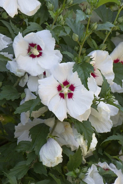 Red Heart Rose Of Sharon - 5 Gallon Pot 7 Red Heart Rose Of Sharon - 5 Gallon Pot - Image 7