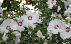 Red Heart Rose Of Sharon - 1 Gallon Pot -Wilson Bros Gardens hibiscus syriacus red heart rose of sharon 21 1