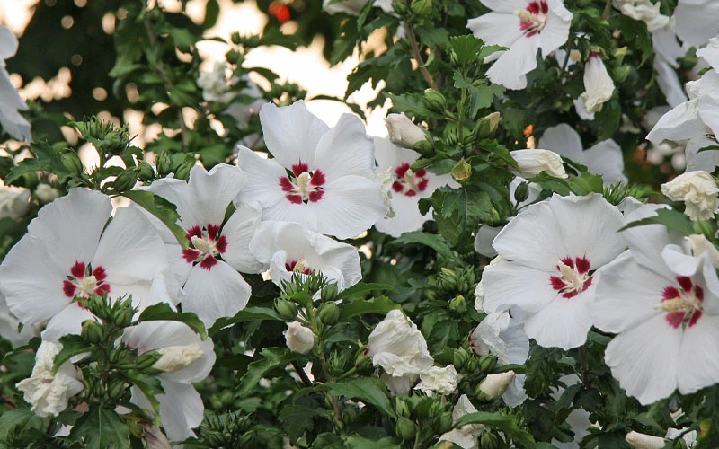 Red Heart Rose Of Sharon - 5 Gallon Pot 5 Red Heart Rose Of Sharon - 5 Gallon Pot - Image 5