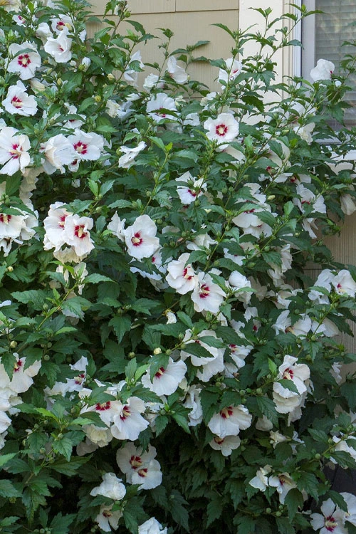 Red Heart Rose Of Sharon - 5 Gallon Pot 6 Red Heart Rose Of Sharon - 5 Gallon Pot - Image 6